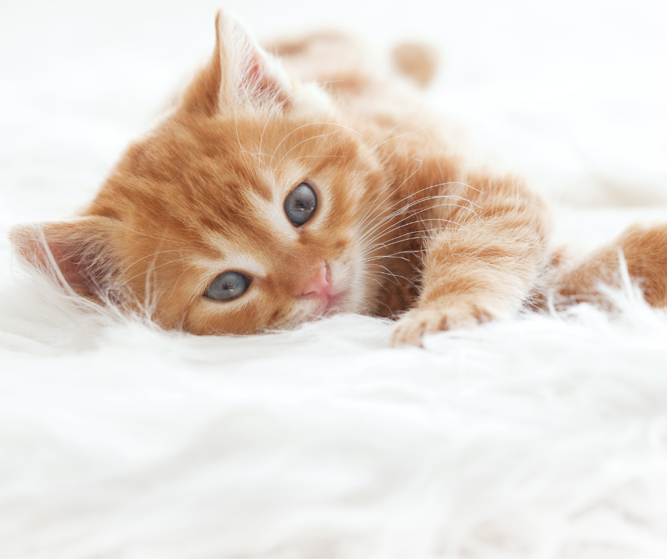 5 raisons d'adopter un chat