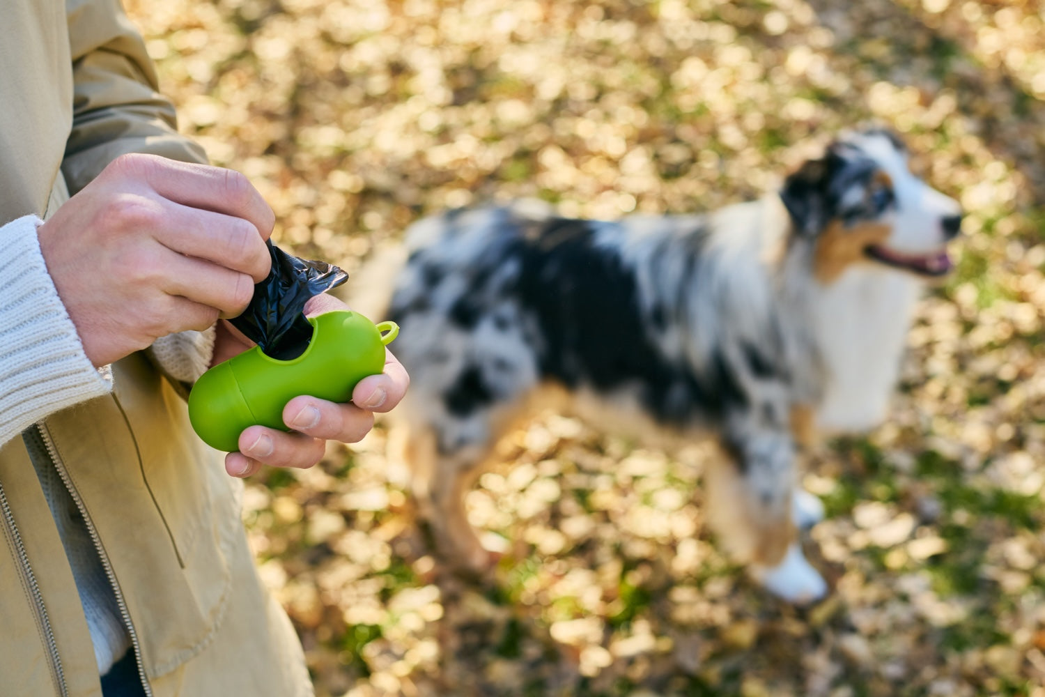 Quels accessoires choisir au quotidien pour la balade et l’éducation du chien ?