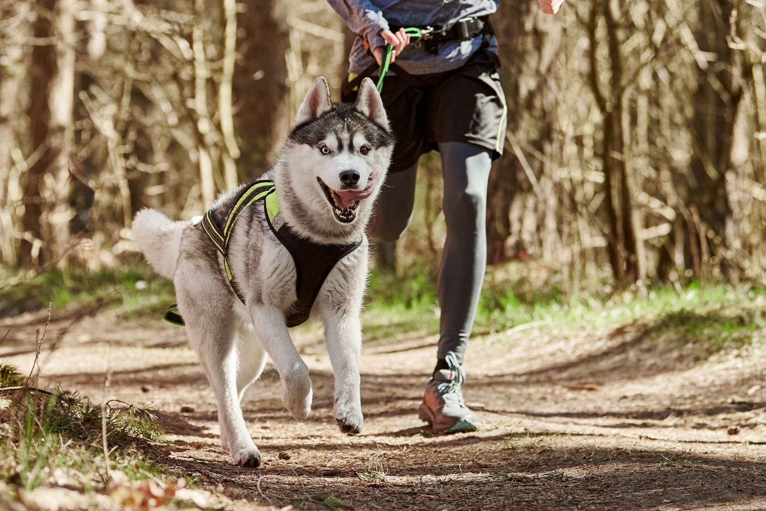 Accessoires indispensables pour pratiquer le sport canin avec son chien