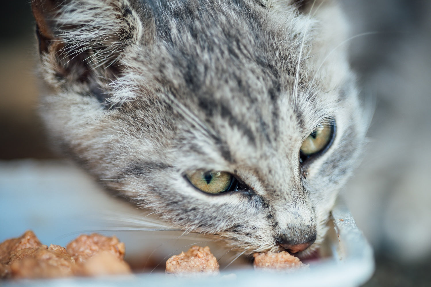 Alimentation pour chat : comment choisir entre croquettes, pâtées et autres solutions ?