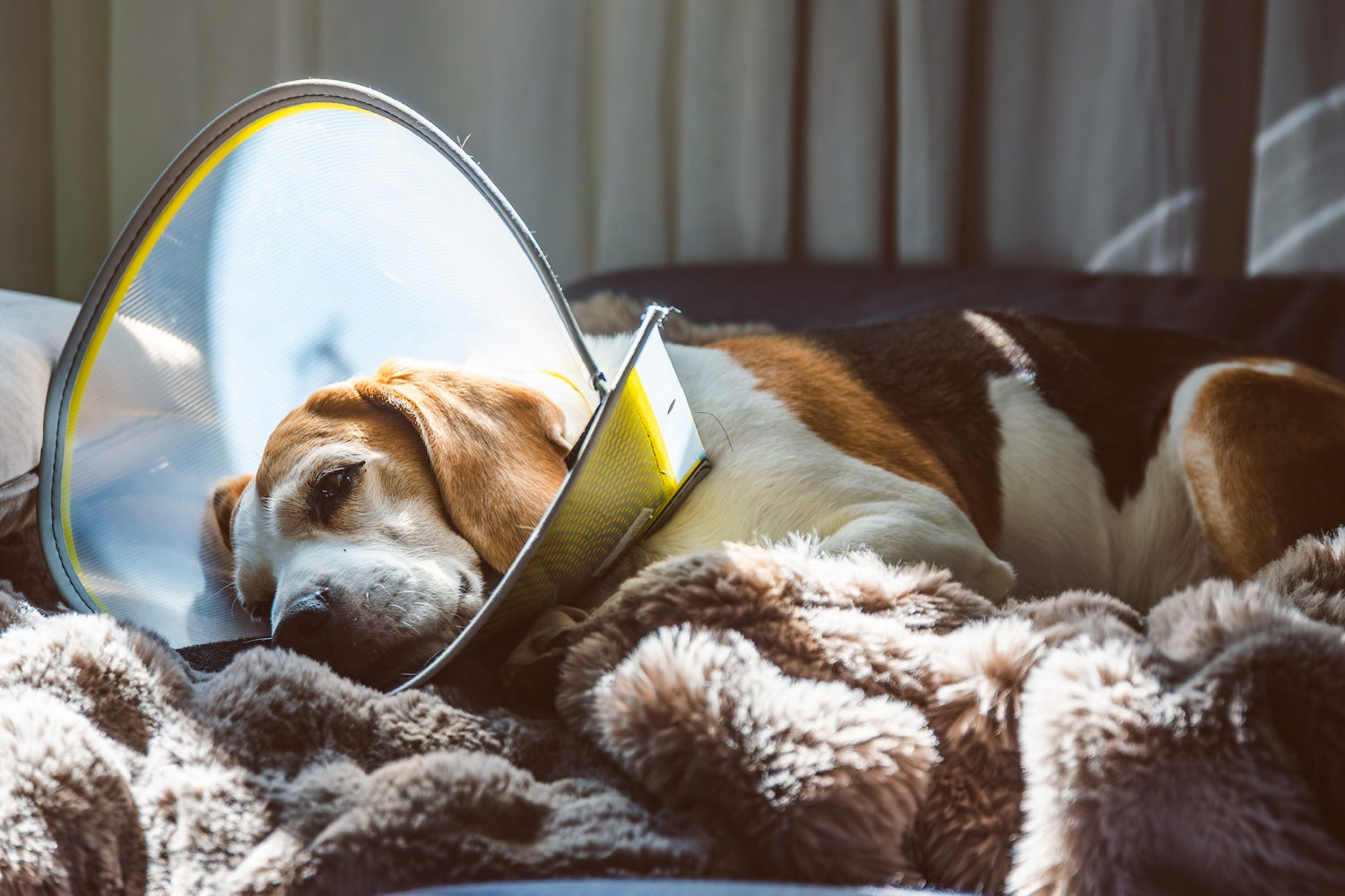 Tout savoir sur les collerettes pour chien : protection, confort et récupération