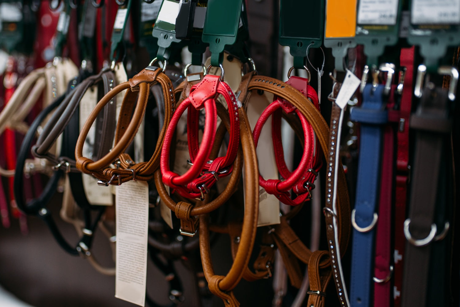 Bien choisir un collier pour chien adapté à chaque compagnon