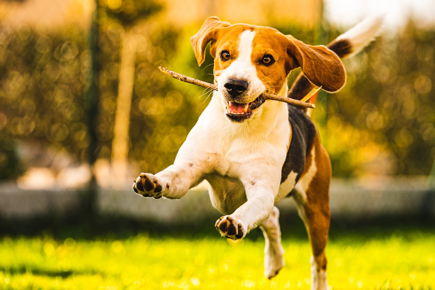 Comprendre le stress chez le chien pour favoriser son bien-être au quotidien