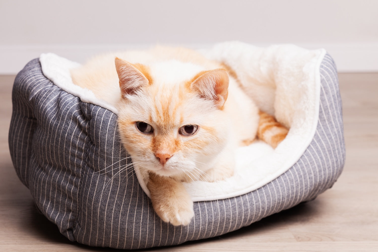 Couchages pour chat : les meilleures idées pour le bien-être de votre compagnon