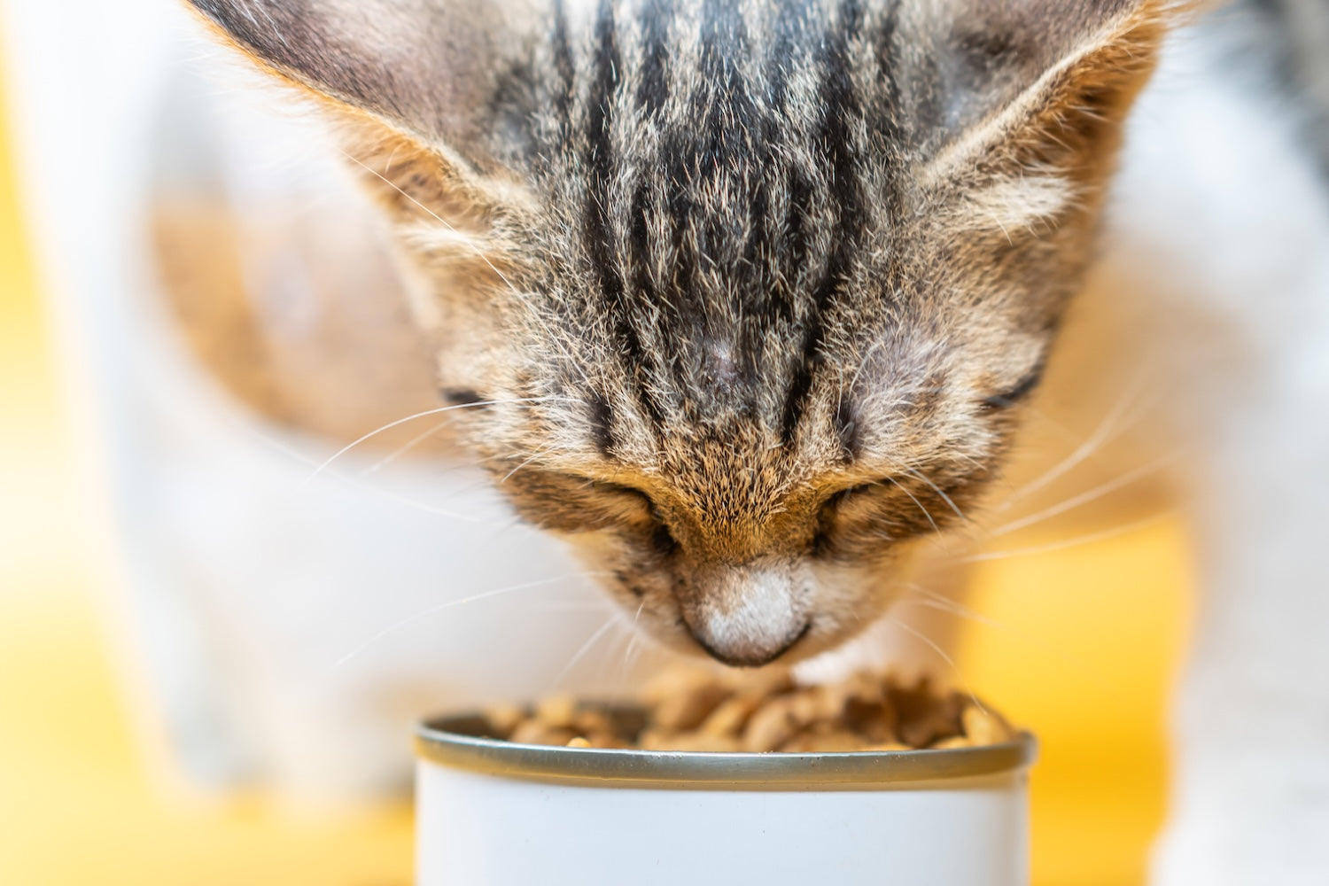 Bien choisir les croquettes pour chat : conseils, astuces et tendances