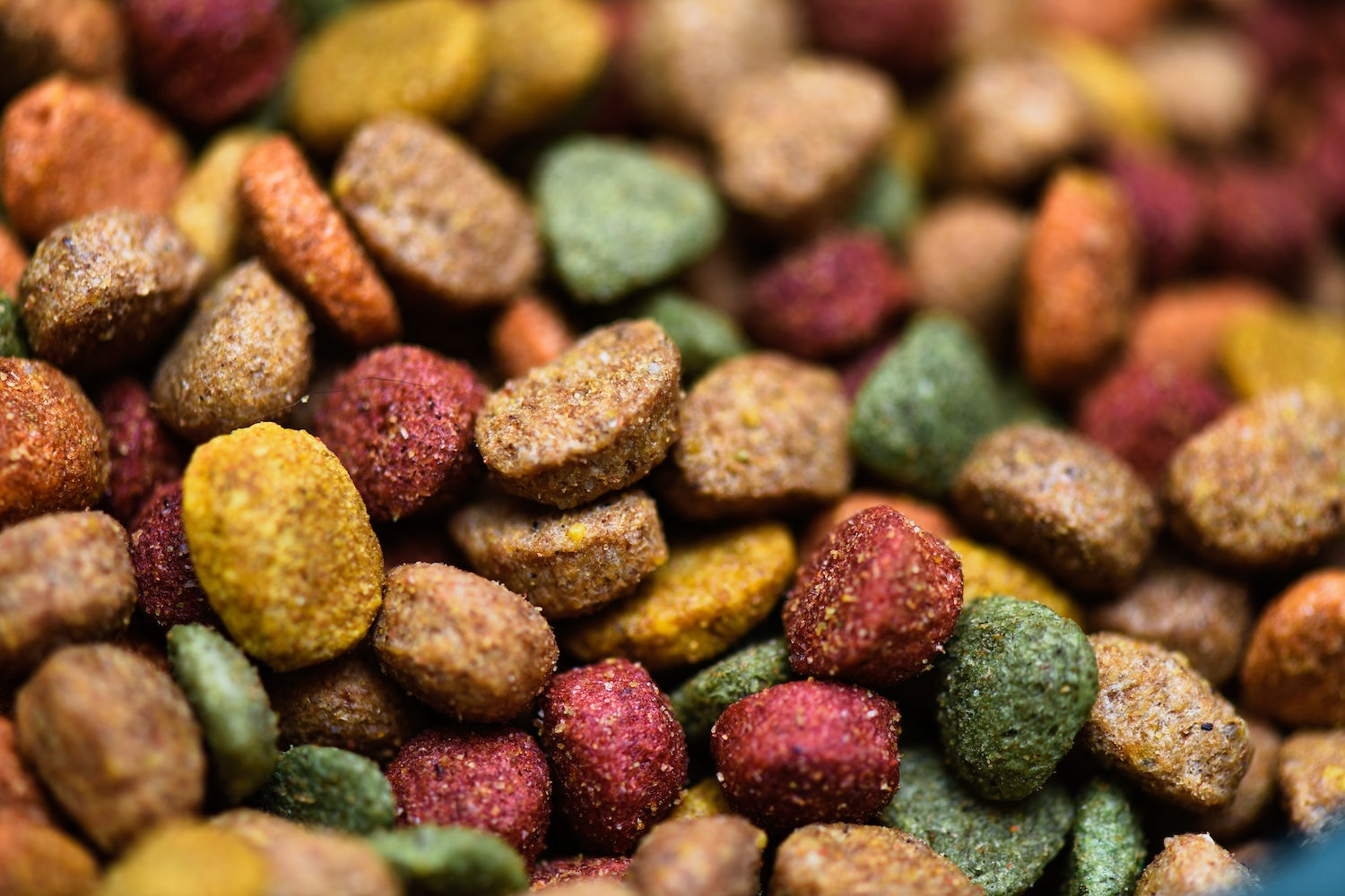 mélange de corquettes de couleur pour chien