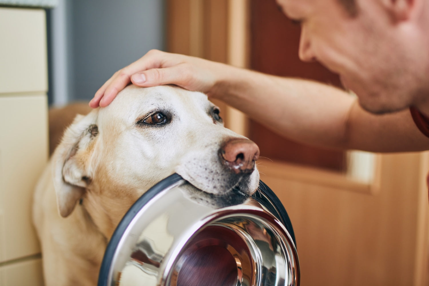 Bien choisir une gamelle pour chien : guide, astuces et nouveautés
