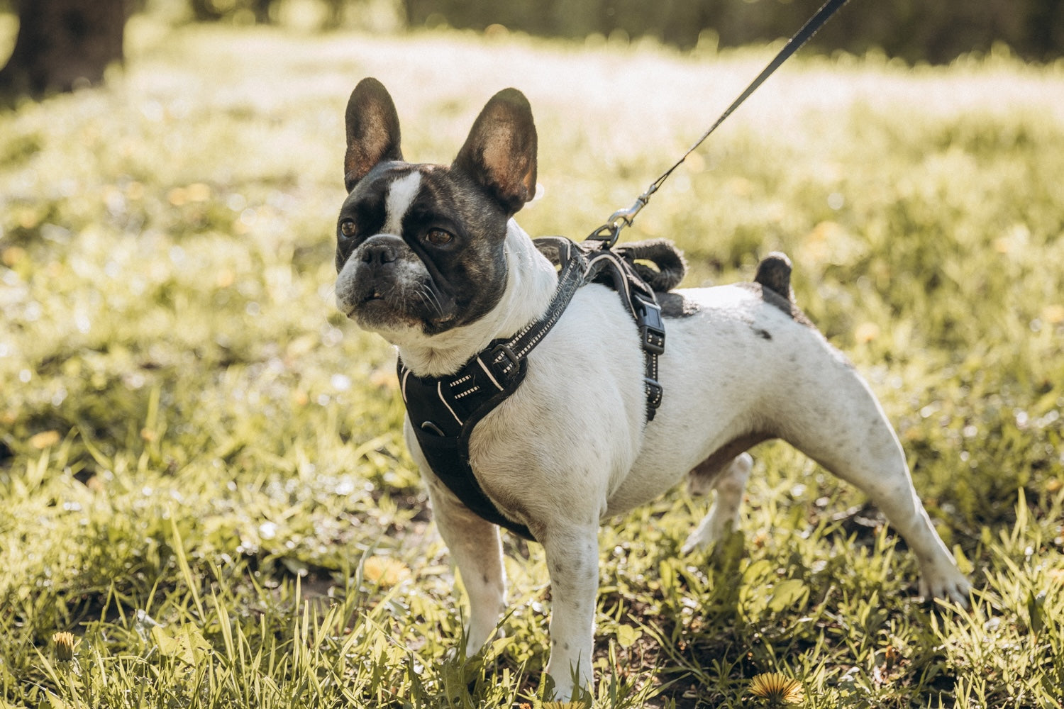 Harnais pour chien : comment choisir la bonne forme et la bonne taille ?