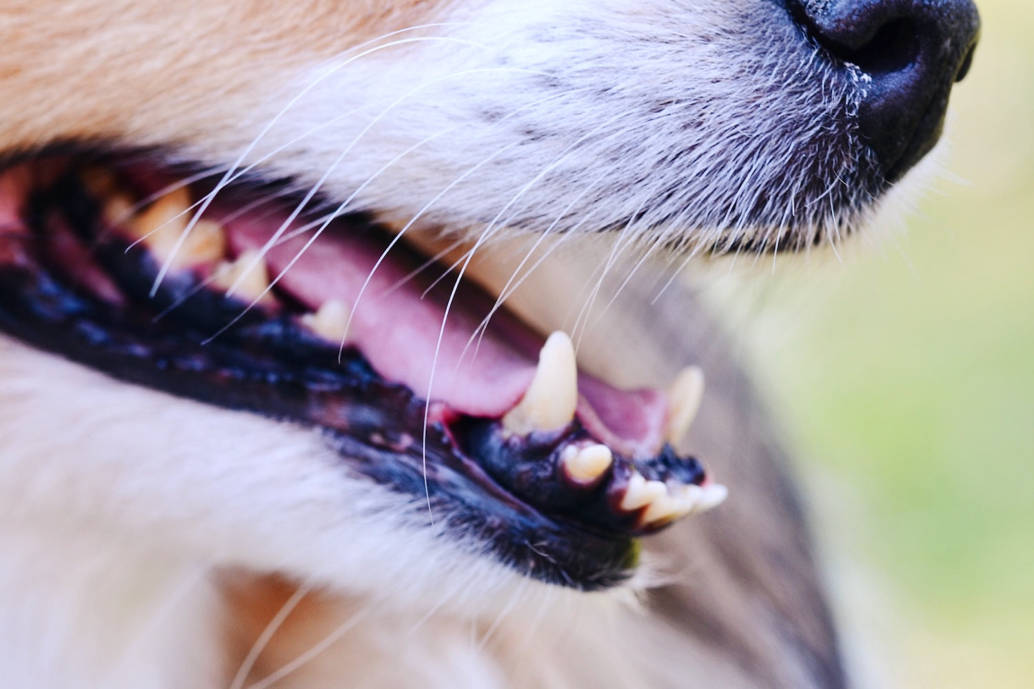 Hygiène bucco-dentaire pour chien : conseils et astuces pour une bouche saine