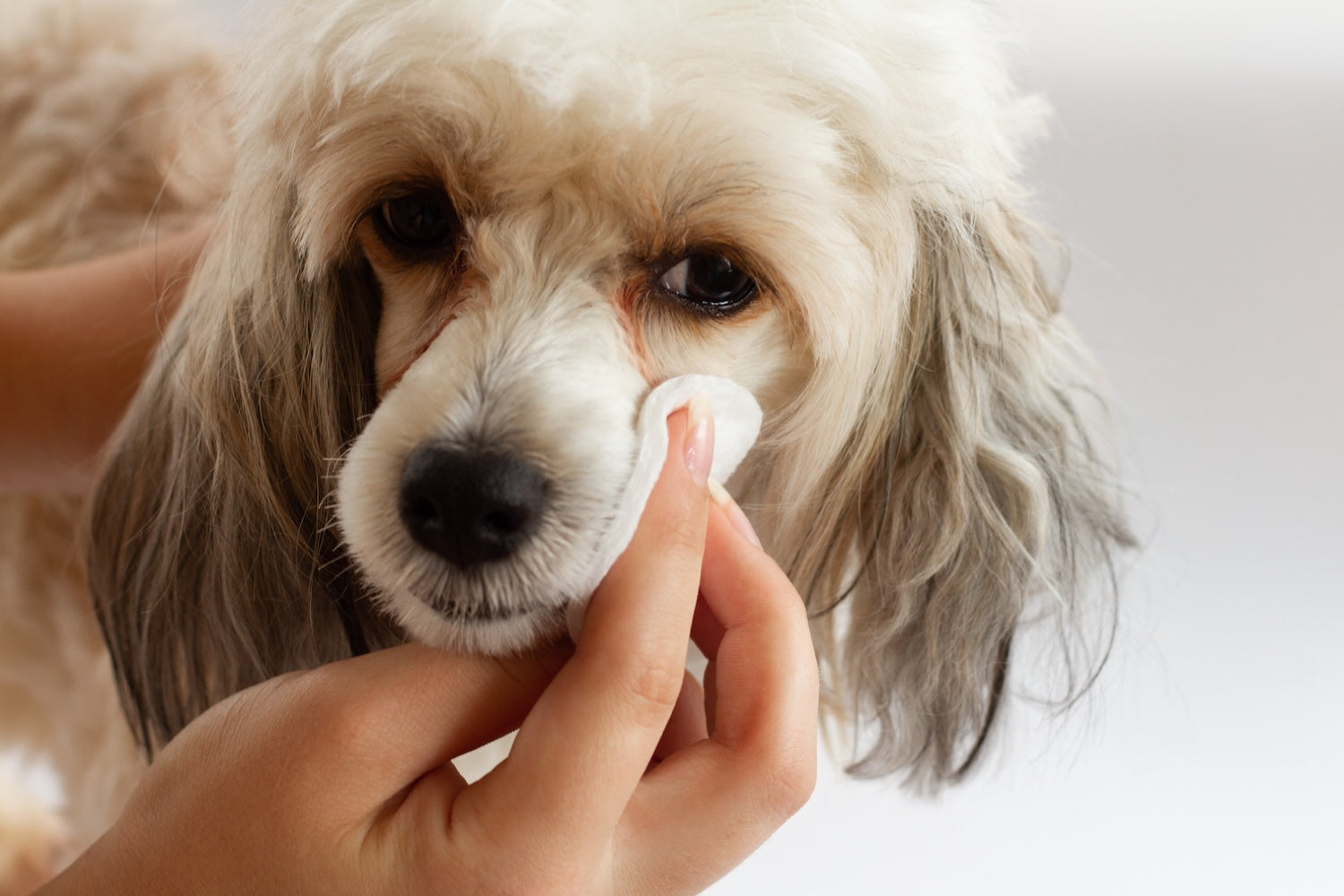 Hygiène et soins du chien : la routine complète pour son bien-être