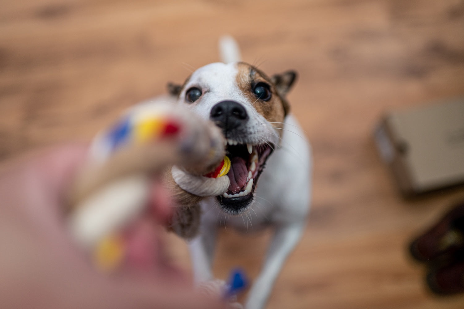 chien saute pour attraper un jouet