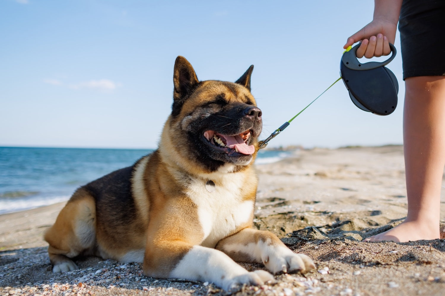 Bien choisir la laisse pour chien idéale : tous les modèles disponibles en animalerie