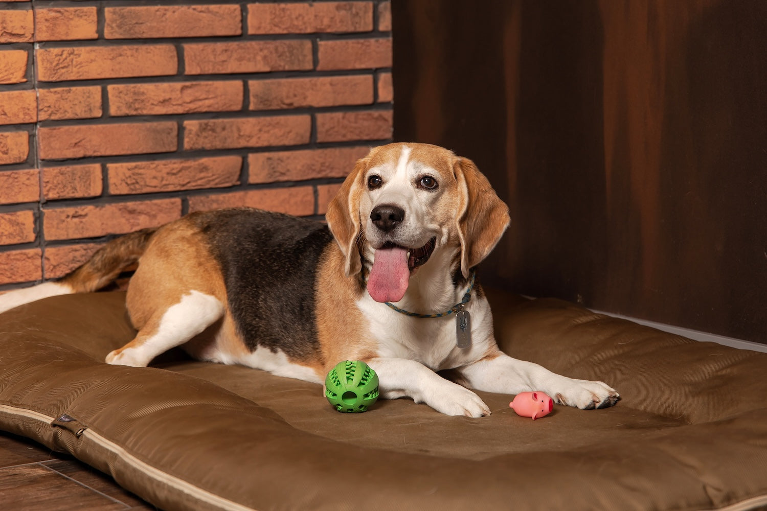 Comment choisir un matelas pour chien vraiment confortable ?