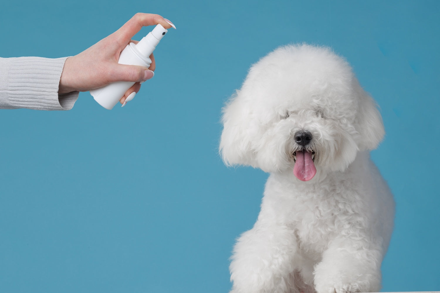 Parfums pour chien : fraîcheur et bien-être au quotidien