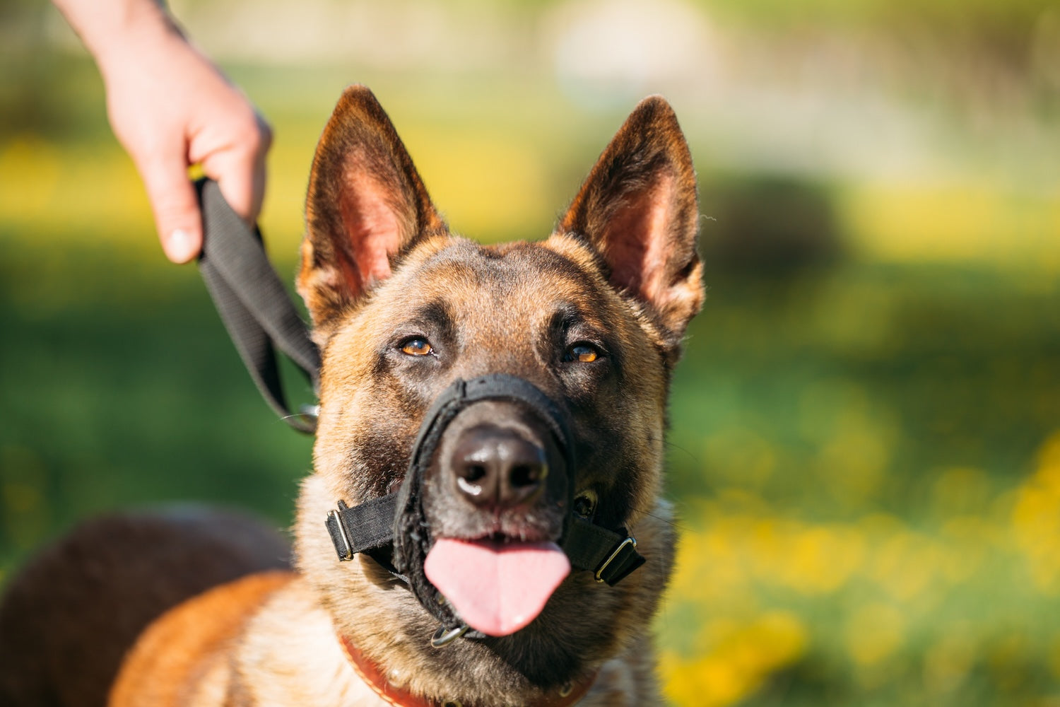 Tout savoir sur la muselière pour chien : choix, usages et conseils pratiques