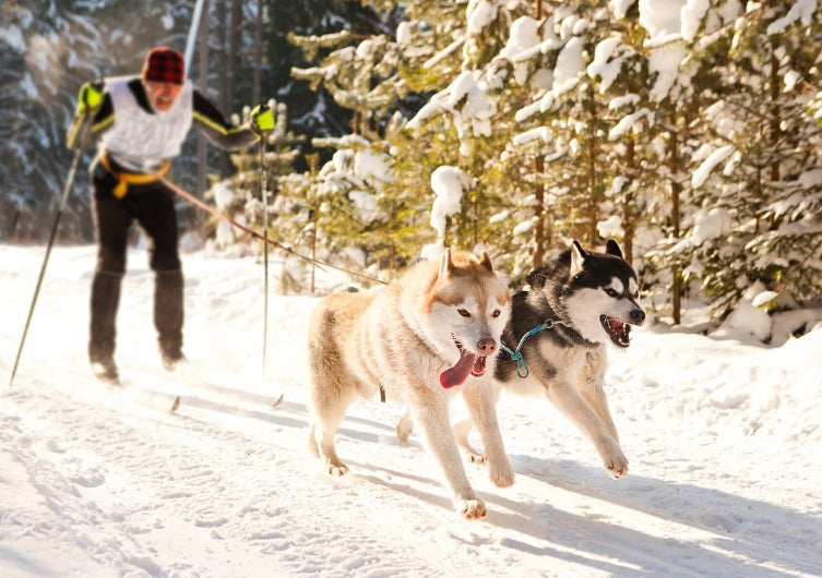 Les sports canins à adopter cet hiver