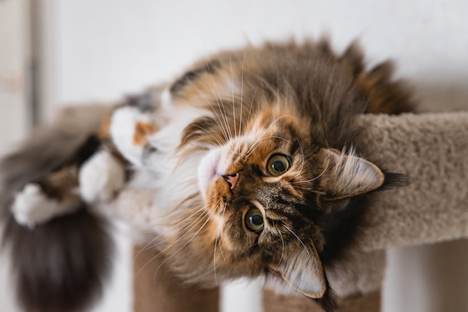 Stress et bien-être chez le chat : comprendre les enjeux pour une vie plus sereine