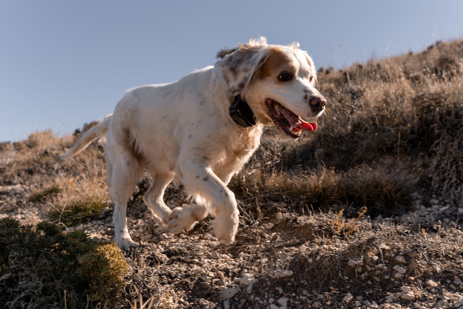 Systèmes de localisation pour chien : un allié quotidien pour la sécurité et le bien-être de votre compagnon