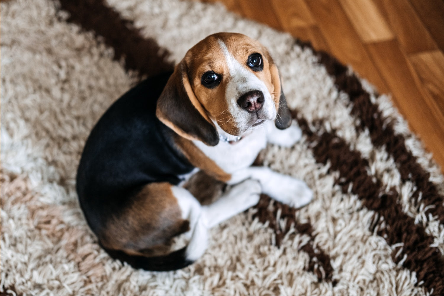 Tapis pour chien : comment allier confort, hygiène et style pour votre compagnon