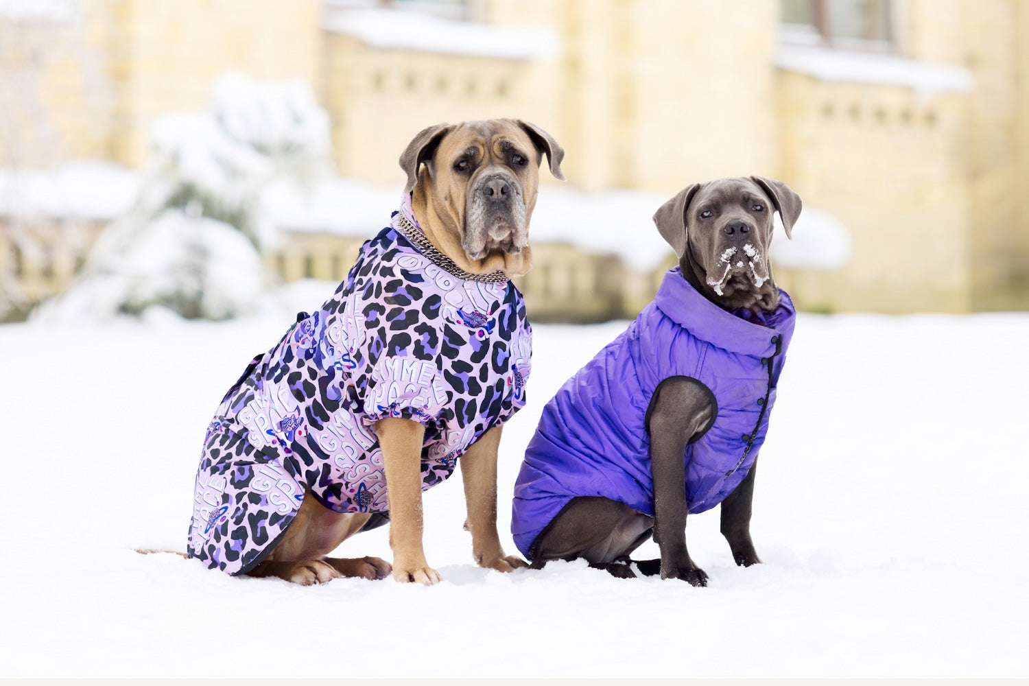 Vêtements pour chien : offrir confort et style à son compagnon