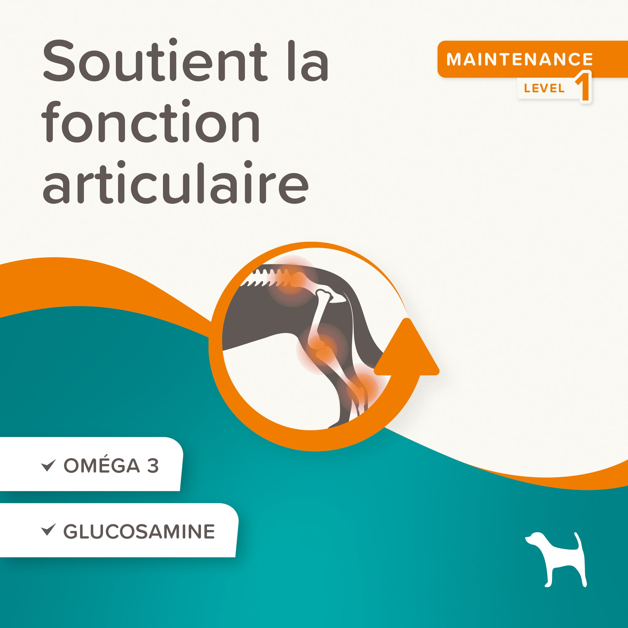 Friandises articulation maintenance niveau 1