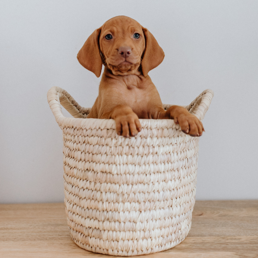 Siège Rehausseur pour Chiot Heather Booster Gris