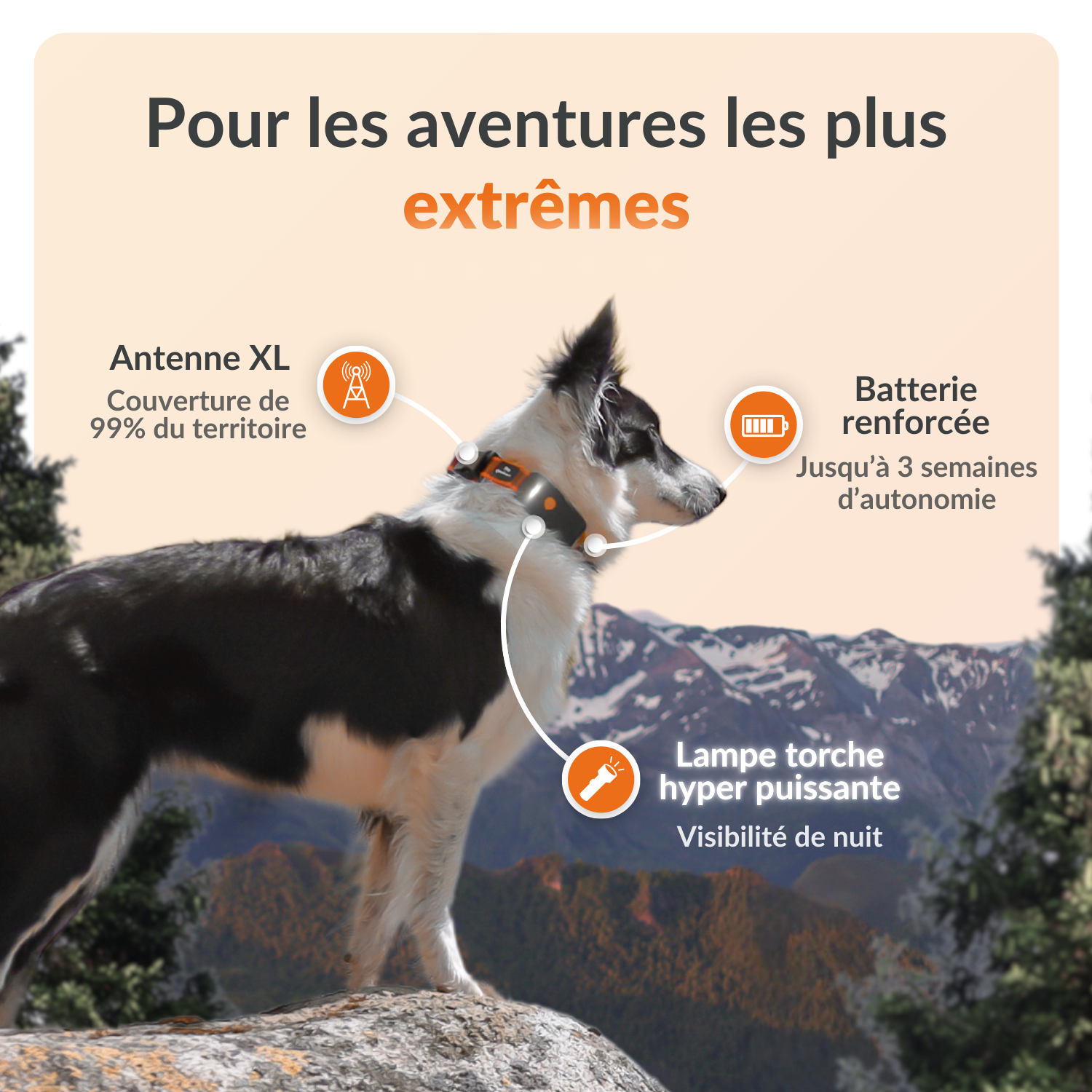 Weenect XT Gps Chien