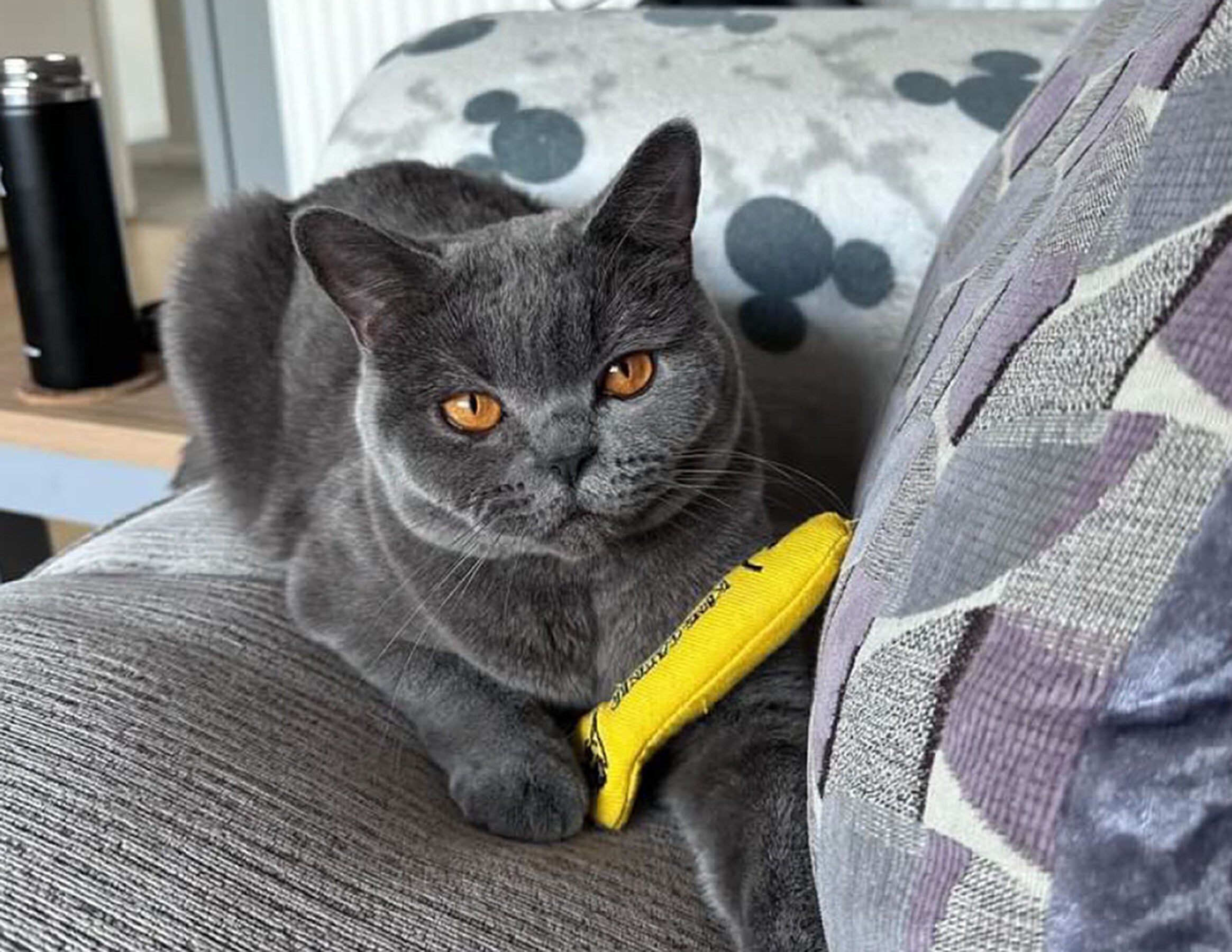 King Catnip Hareng 11.5cm