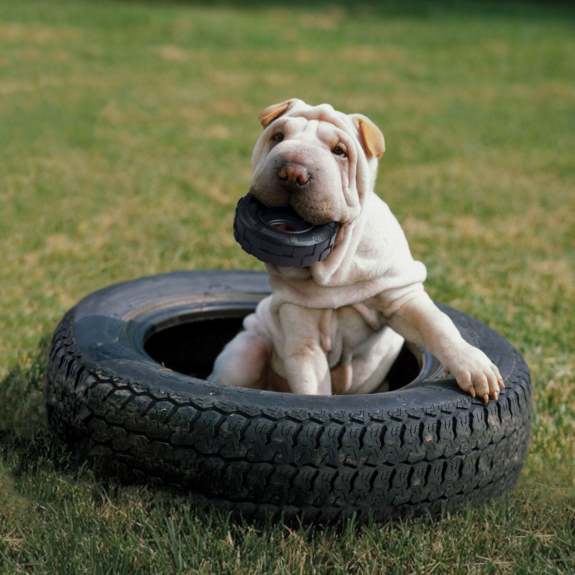 Chien avec son jouet KONG® Tyres Pneu 
