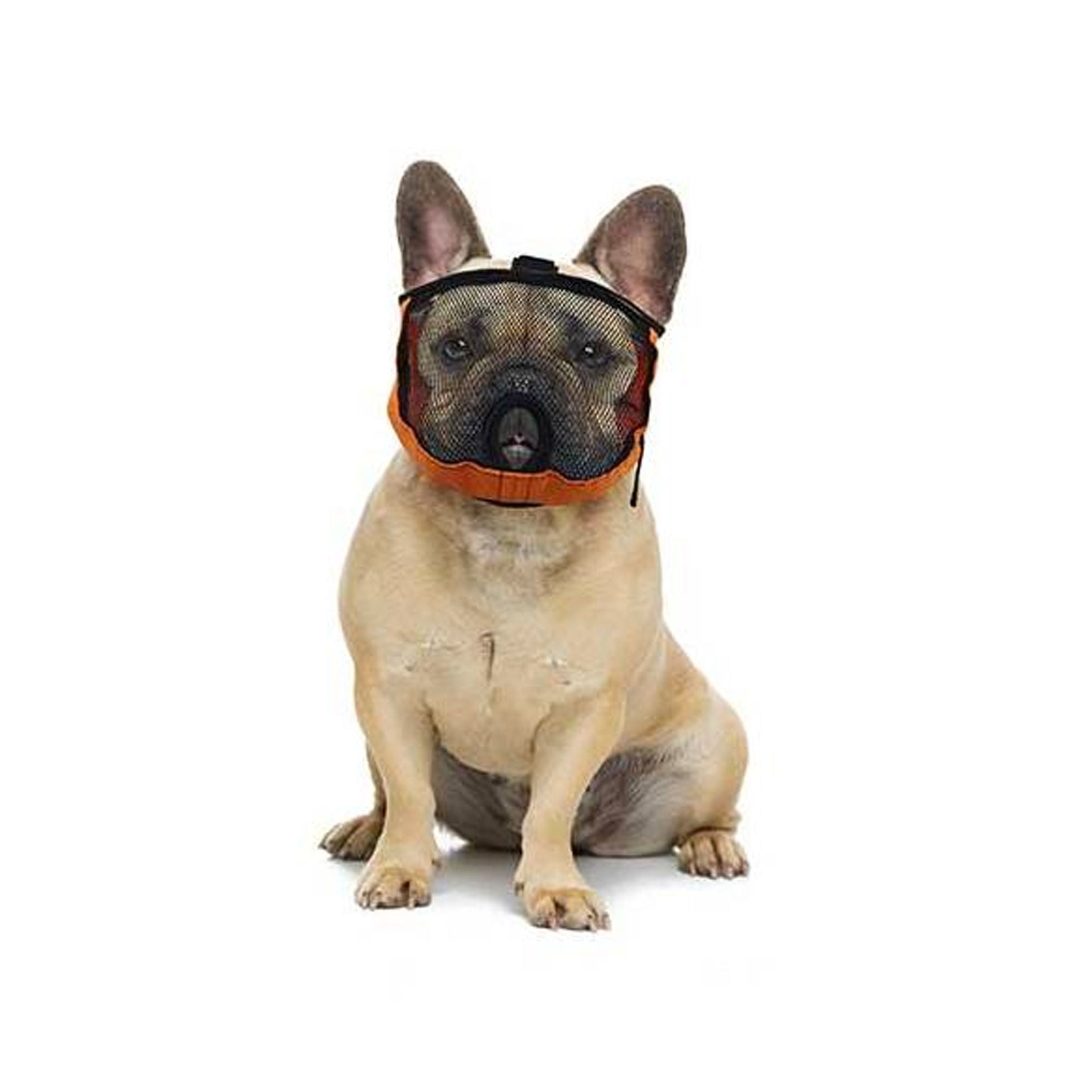 museliere brachycephale