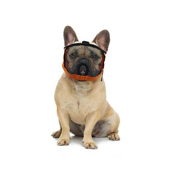 museliere brachycephale
