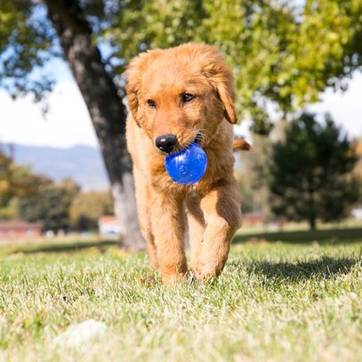 Chien avec son Jouet Kong Squeez Balle