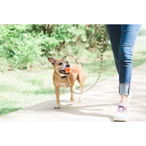 Chien avec un jouet Breathe Right Fetch Stick S