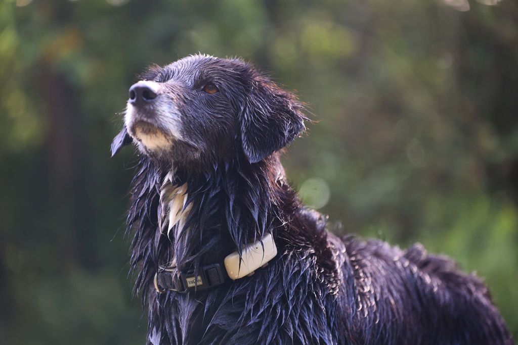 Tractive GPS Chien