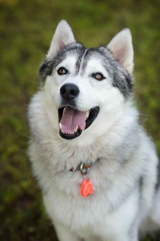 Chien avec Tickless à pile Orange