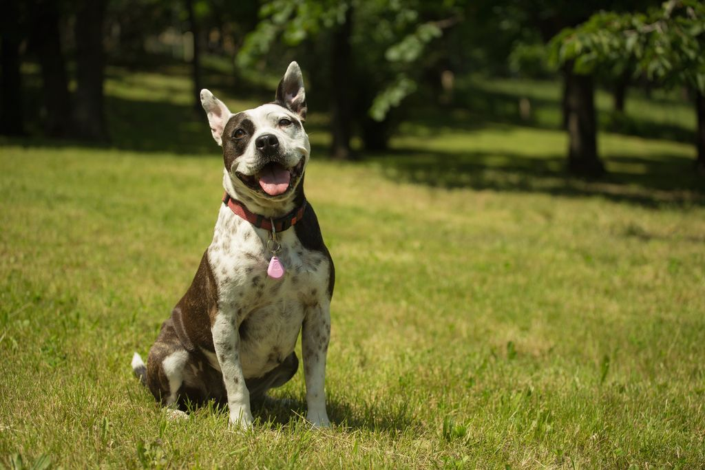 Chien avec Tickless à pile Rose