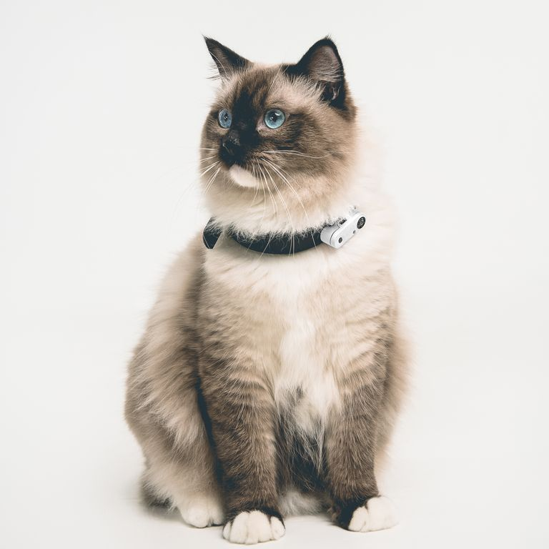 Chat portant un Tickless mini rechargeable blanc