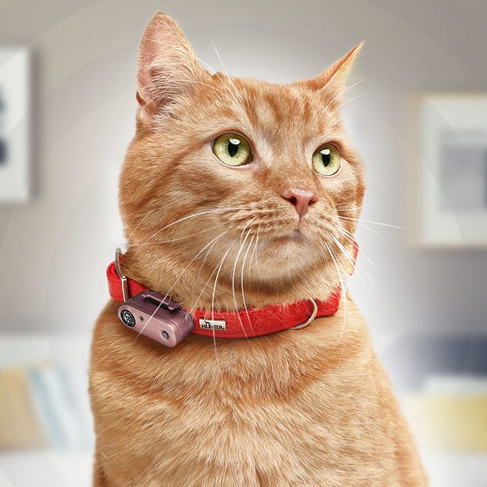 Chat portant un tickless mini rechargeable rose doré