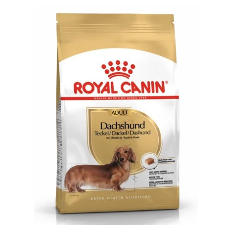 Dachshund Adult
