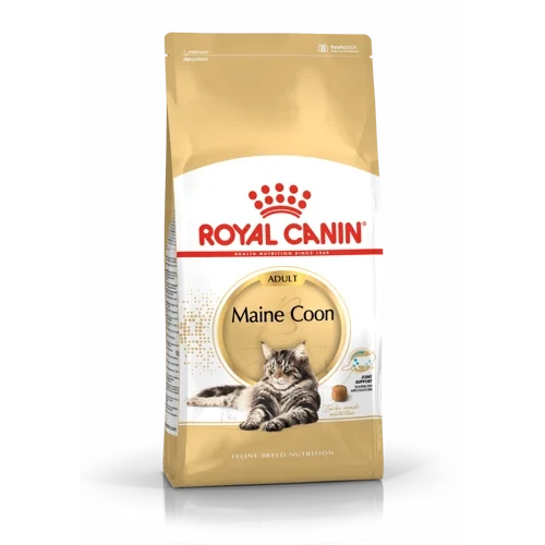 Maine Coon Adulte