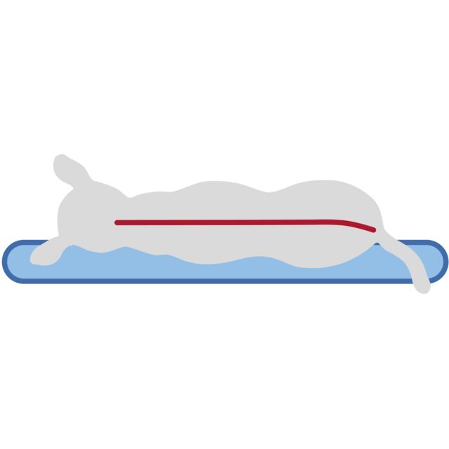 Croquis chien sur matelas Vital Bendson