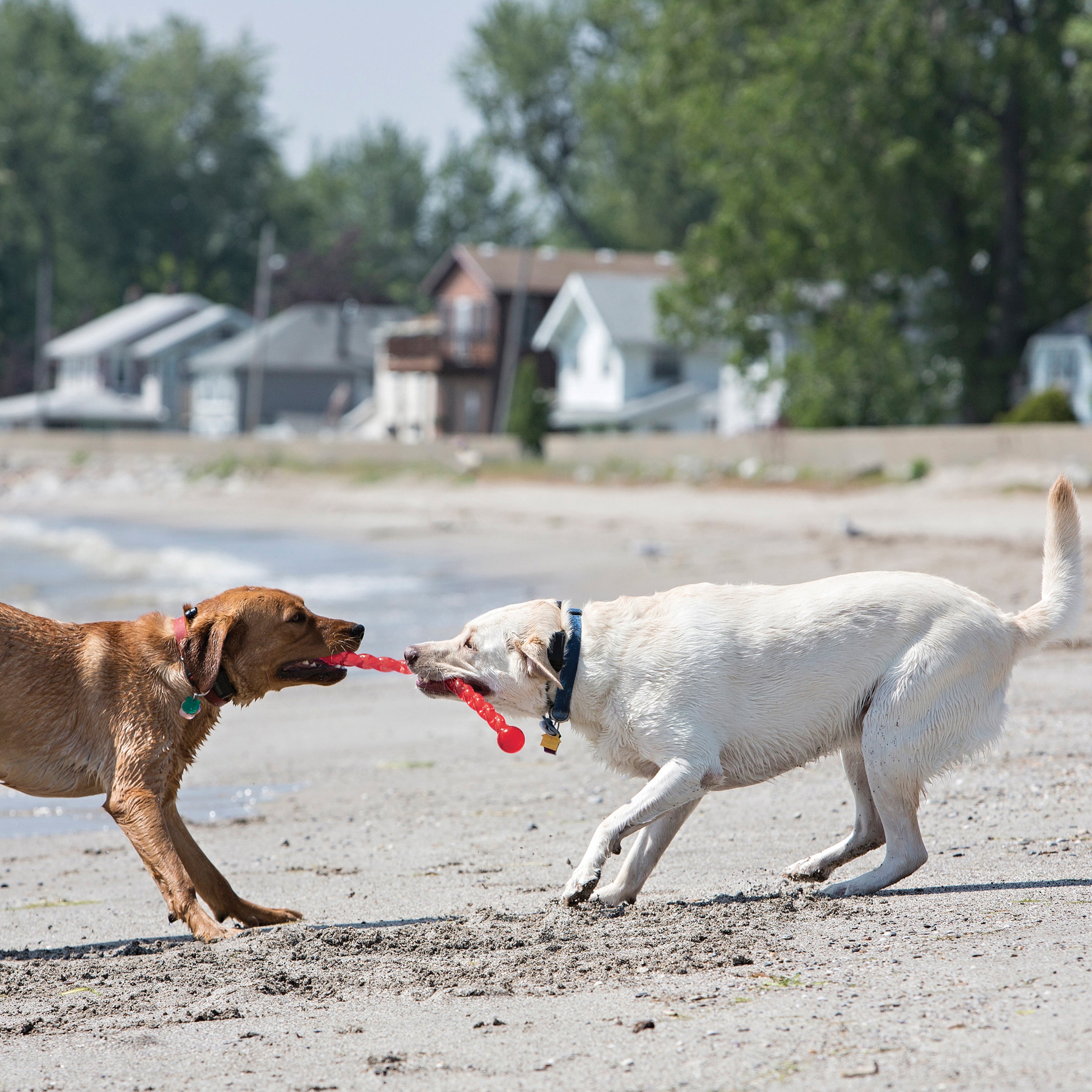 Chiens avec le Jouet Kong Safestix