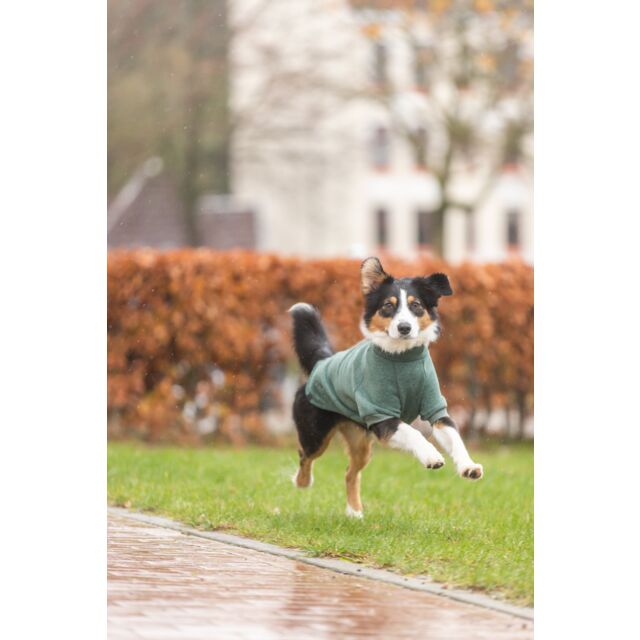 Sweat Amsterdam Vert pour Chien