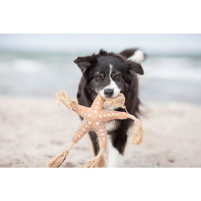 Chien avec son jouet Jane l'Etoile de Mer