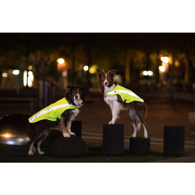 2 chiens portant leur Gilet De Sécurité Fluo