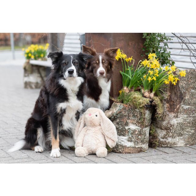 2 borders et le jouet Lapin Peluche 