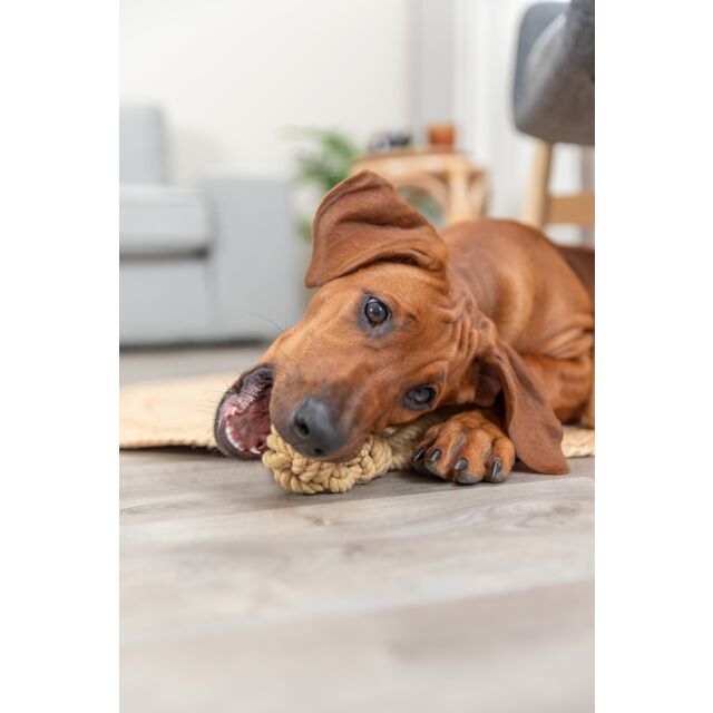 Chien avec son Jouet Corde Balle Tressée Be Nordic Trixie