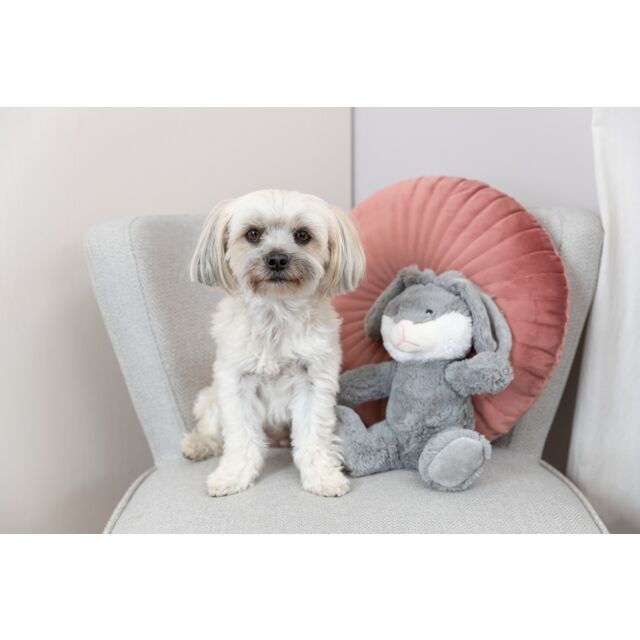 Petit chien avec son jouet en peluche LeLapin Evan