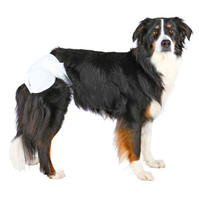 Couche pour chienne portée