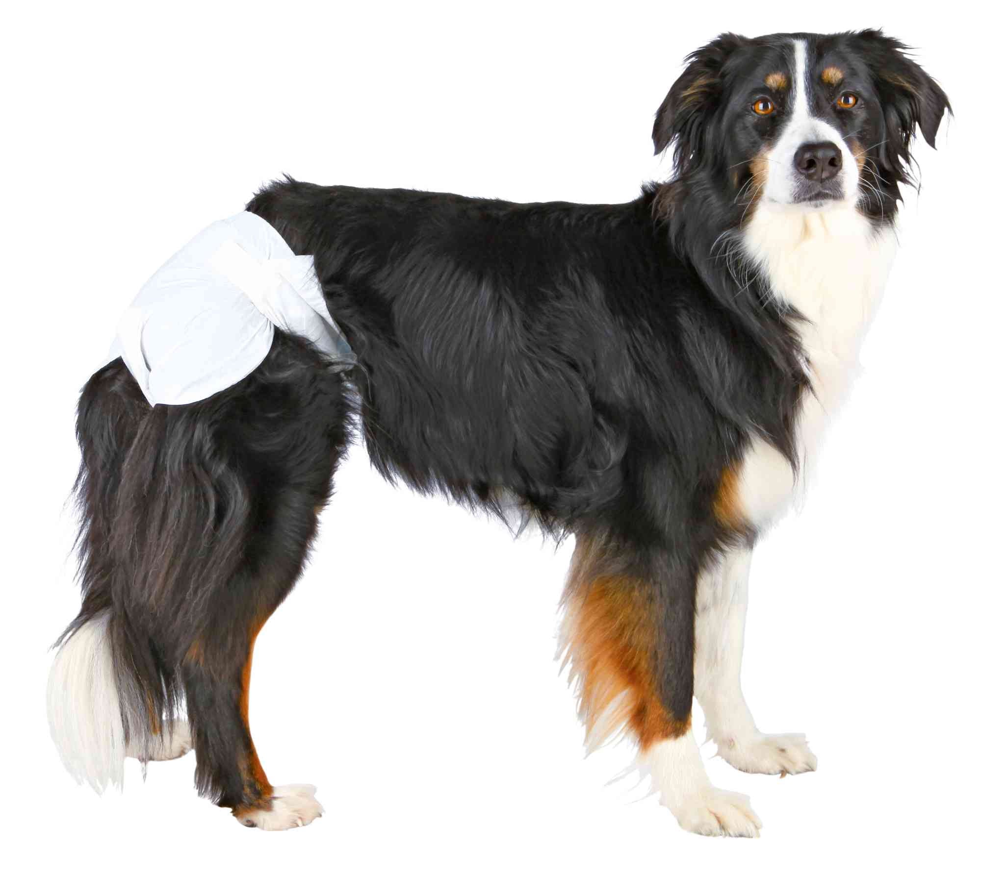 Couches Pour Chiens Femelle L (x12)